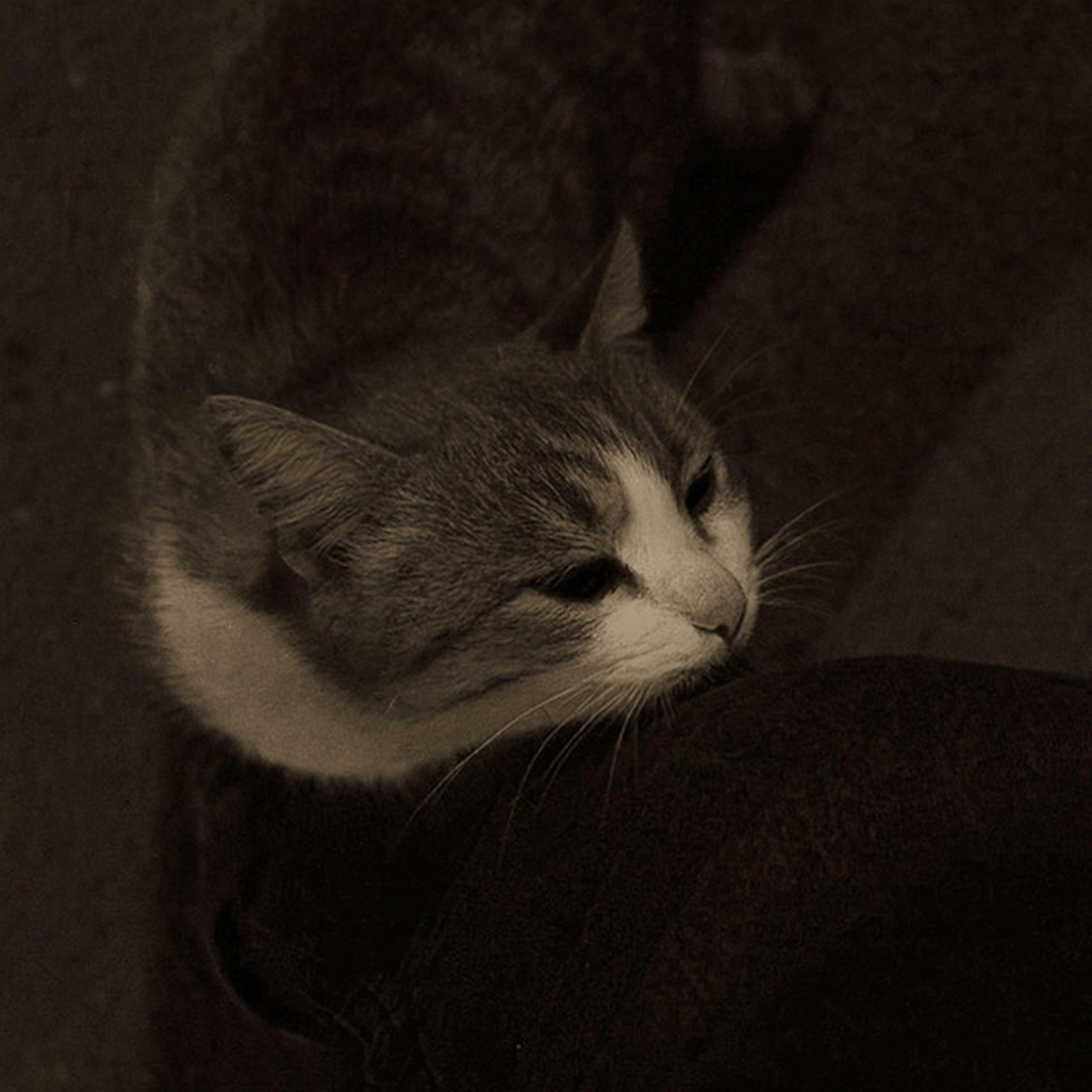 jessie - angelcore version